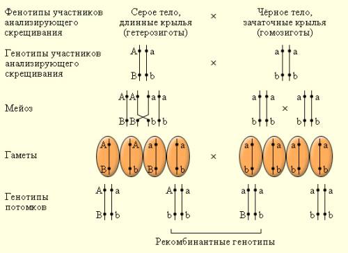 :у мух серая окраска тела доминирует над черным,а длинные крылья над короткими. гены сцеплены. какое