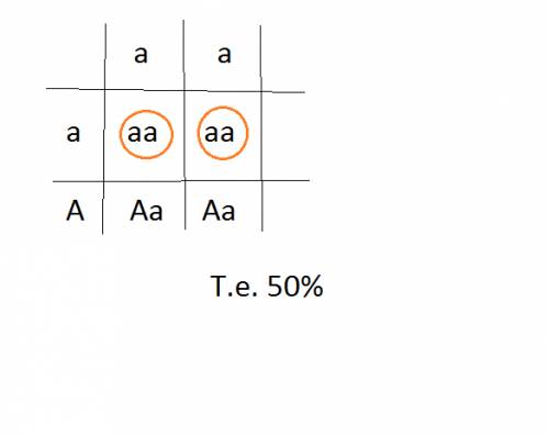 Определите генотип родительских растений гороха если при скрещивании образовалось 50% растений. с же