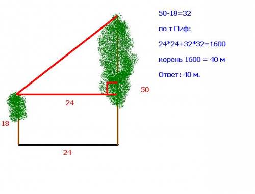 В24 м одна от другой растут две сосны. высота одной сосны 50 м а другой 18 м. найдите расстояние меж