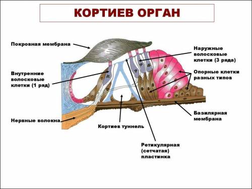 1.опишите строение и работу среднего уха. 2.опишите строение и работу внутреннего уха.