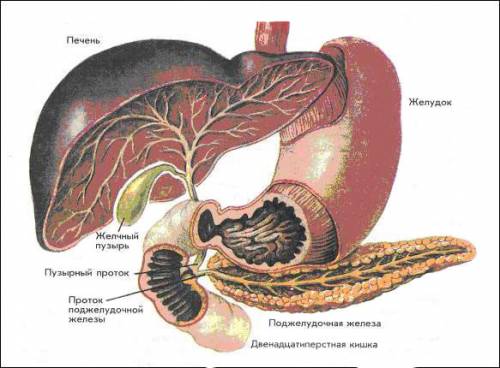 Двенадцатиперстную кишку называют гипофизом пищеварительной системы.объясните почему