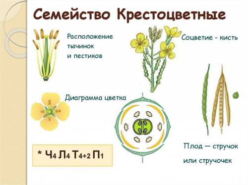 Выделите основные особенности растений семейства крестоцветных