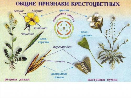 Выделите основные особенности растений семейства крестоцветных