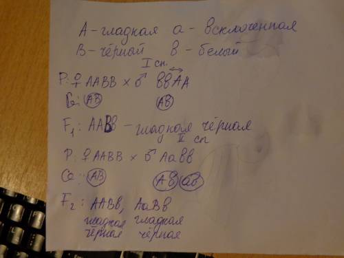 Уморских свинок ген гладкой шерсти доминирует над геном шерсти , а черный цвет над белым. гомозиготн