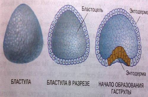 Скажите , что такое оплодотворенное яйцо, бластула, гаструла, нейрула. если можно (но не обязательно