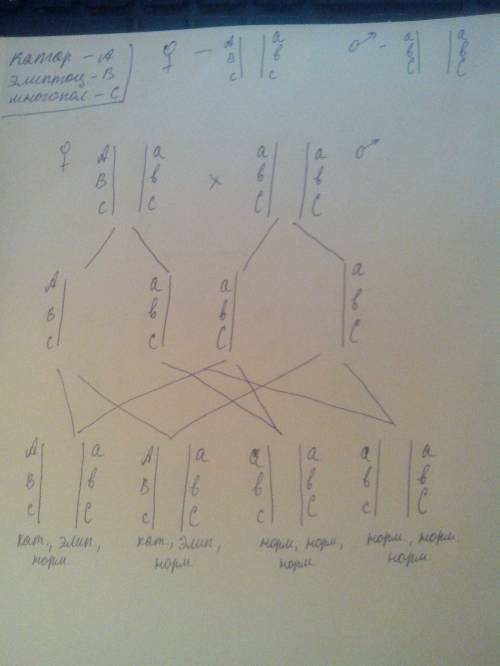 Доминантные гены катаракты, элиптоцитоза и могопалости расположенны в первой аутосоме. определить во