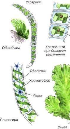 Строение многоклеточных водорослей и их виды желательно побыстрее