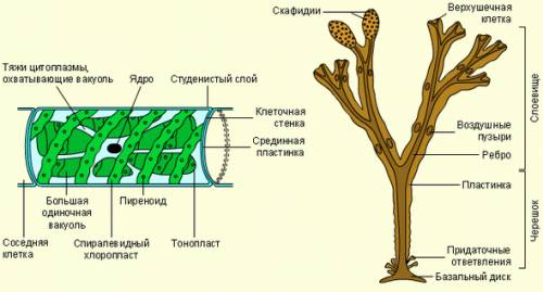 Опишите строение спирогиры(из чего состоит)