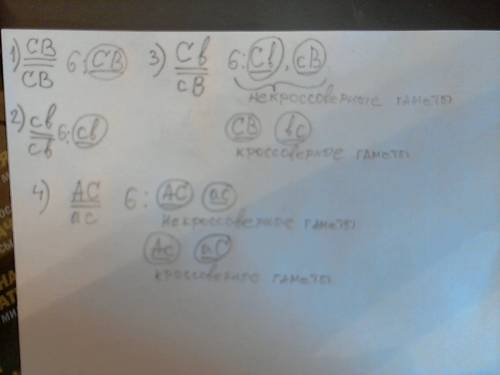 Гены с и в локализованы в одной паре гомологичных хромосом. напишите возможные генотипы. гомозигот п