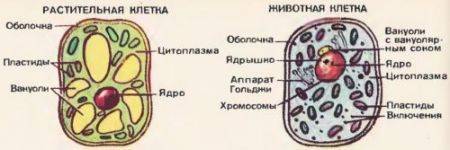 Кто делал сделать! ) «лабораторная работа № 1 тема: строение растительной, животной, грибной и бакте