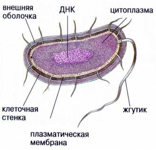 Кто делал сделать! ) «лабораторная работа № 1 тема: строение растительной, животной, грибной и бакте