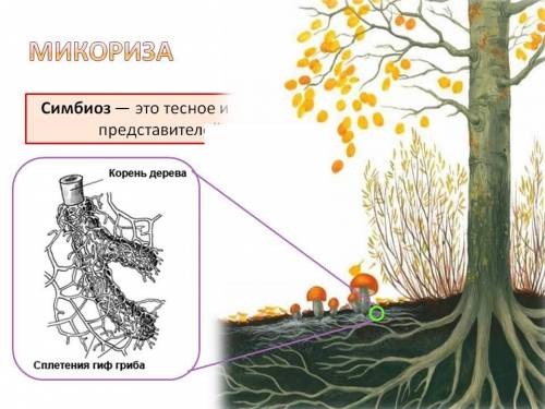 Что такое микориза? дайте определение и между кем происходит.