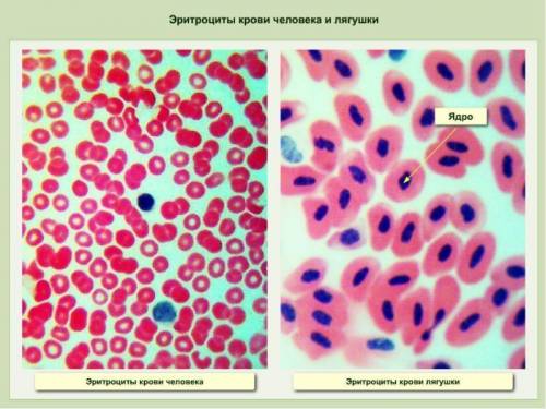 Табл.1.сравнительная характеристика эритроцитов крови человека,с эритритроцитами лягушки. признаки э