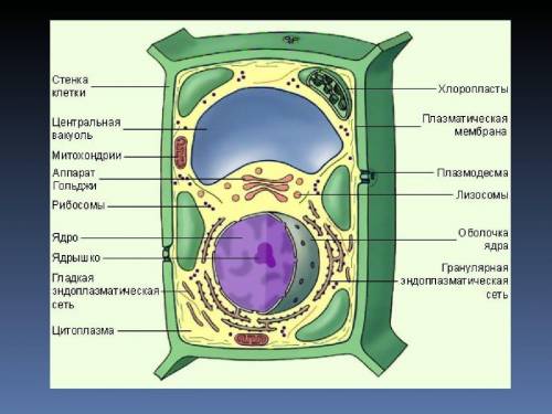 Перечислите структуры характерные только для растительных клеток