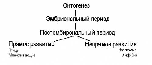 Мне нужно эмбриональное развитие организмов ввиде схемы!