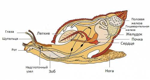 Напишите названия внутренних органов улитки