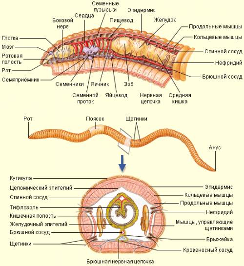Сравнить внутреннее строение дождевого червя и белой планарии и выяснить какой организм устроен слож