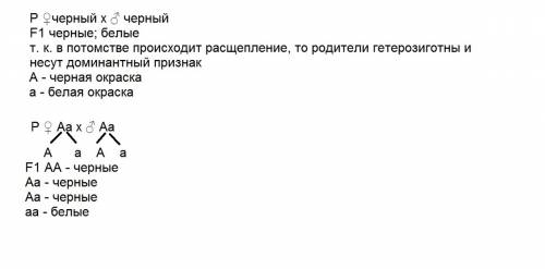 Спри скрещивании чёрных кроликов между собой в потомстве получили чёрных и белых крольчат.нужно сост