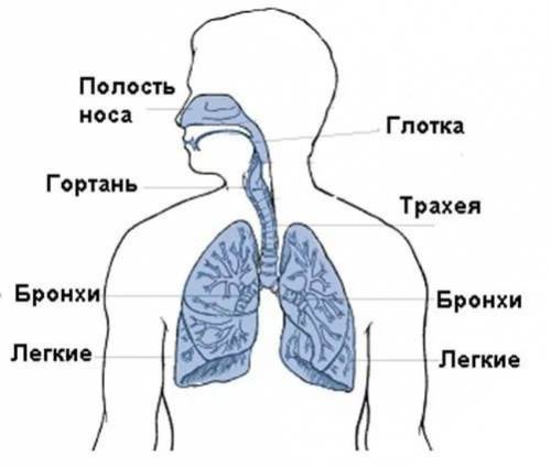 Укажите путь воздуха при вдохе: а)легкие-трахея-гортань-бронхи-носовая полость б)легкие-бронхи-трахе