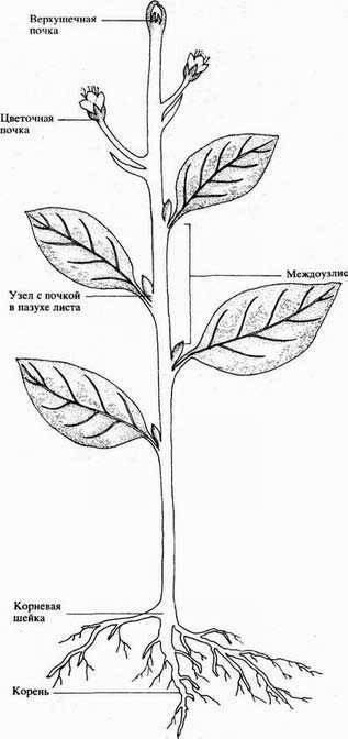 Используя рисунок напишите названия органов растения отметьте их на рисунке цифрами