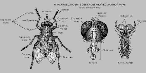 Лабораторная работа по биологиивнешнее строение комнатной мухи )) надо))