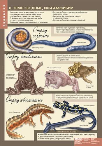 Нужна таблица о классе земноводных,или амфибии.в трёх видах: безногие,хвостатые и безхвостатые.биоло