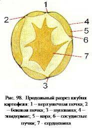 Надо написать внутреннее и внешнее строение картофеля и лука. , заранее )