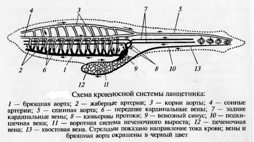 Будова ланцетника (таблиця) : ознаки особливості 1) форма тіла 2) забарвлення тіла 3) розміри тіла 4