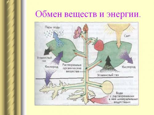 Представьте в виде схемы или модели связь организма растения со средой в процессе обмена веществ.