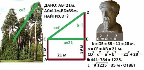 На расстоянии 21 м одна от другой растут две сосны.высота одной 39 м,а другой- 11 м.найдите расстоян