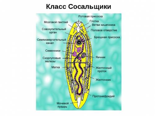 какая нервная система у плоских , круглых и кольчатых червей ?