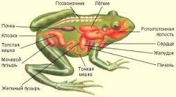 Загальна характеристика земноводних надо завтра олимпиада
