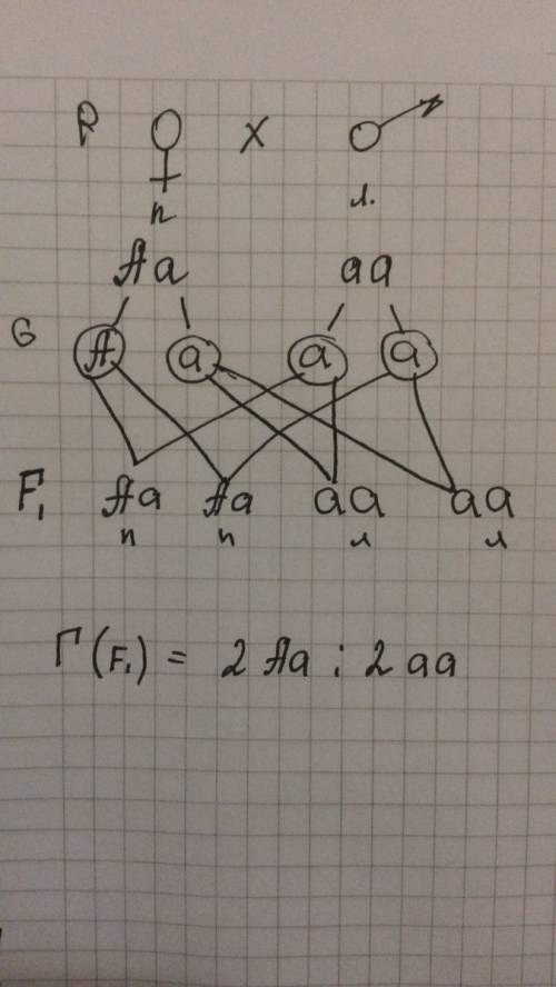 Признак праворукости доминирует над леворукостью. определите возможные генотипы потомства у леворуко