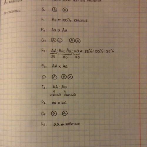 Утоматов ген красного цвета плодов доминирует над геном жёлтой окраски. скрещивали гомозиготные крас