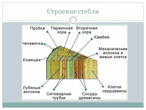 Строение стебля, передвижение по стеблю органических веществ, строение цветка