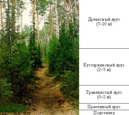 Изготовте модель аппликацию природного сообщество лес с его обитателями или нарисовать одного из при