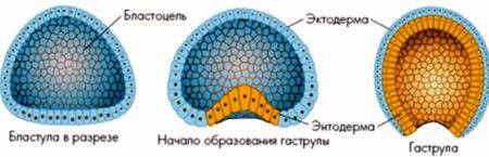 Зарисуйте гаструлу опишите ее строение кратко 329