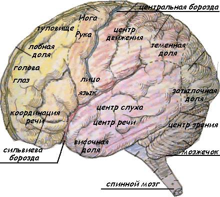 Центр памяти мозга.только конкретно про центр памяти, а не про весь мозг