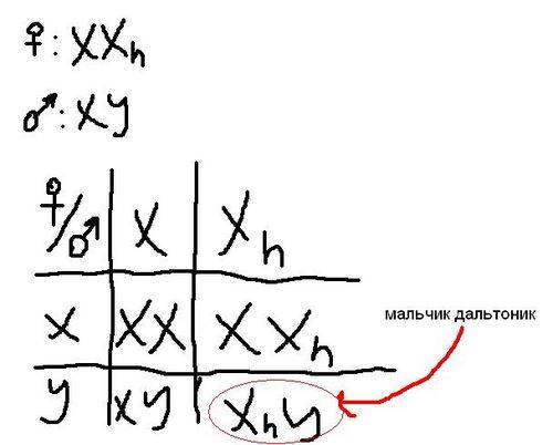 Решить нормальная женщина имеет брата дальтоника.может ли у нее быть сын с цветной слепотой?