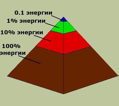 Сбиологией по правилу экологической пирамиды определите, сколько растительного вещества (кг) необход