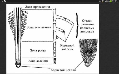 Зарисуйте клетки корня,всасывающие растворы минеральных веществ. от какого процесса,происходящего в