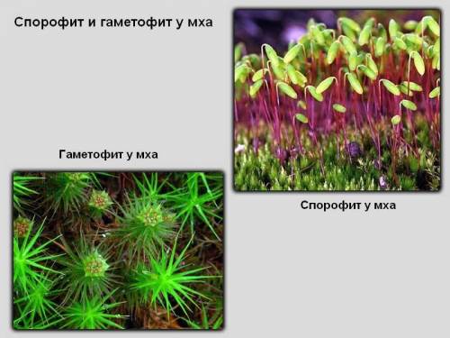 1как выглядит спорофит мхов? 2как выглядит гаметофит мхов?