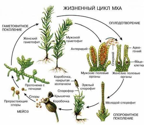 1как выглядит спорофит мхов? 2как выглядит гаметофит мхов?