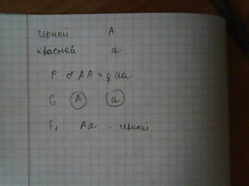 Ген черной масти у крупнорогатого скота доминирует над геном красной масти. какое потомство f1 получ