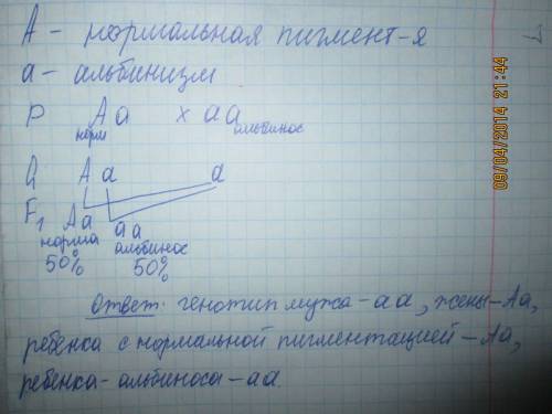 Учеловека альбинизм – аутосомный рецессивный признак. мужчина альбинос женился на женщине с нормальн