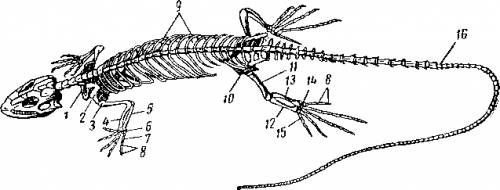 Строение ящерицы.напишите названия частей скилета.