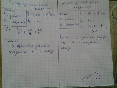 По биологии . 1)какова вероятность рождения голубоглазого ребенка от гетерози готных кареглазых роди