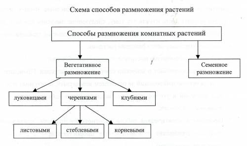 Вегетативное размножение комнатных растений таблица