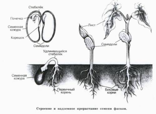 Сходство и различие в строении семян яблони и подсолнечника?