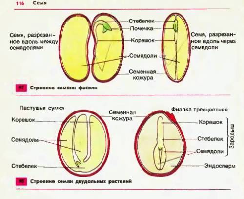 Сходство и различие в строении семян яблони и подсолнечника?